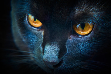 Close-up of angry black cat, yellow eyes