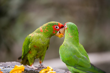 Peruvian Parrot in Yungas, Coroico, Bolivia