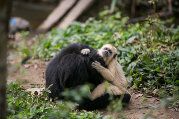 Tufted capuchin (Large-headed capuchin) and black faced spider monkey in Yungas, Coroico, Bolivia