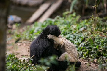 Tufted capuchin (Large-headed capuchin) and black faced spider monkey in Yungas, Coroico, Bolivia