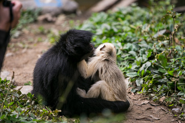 Tufted capuchin (Large-headed capuchin) and black faced spider monkey in Yungas, Coroico, Bolivia