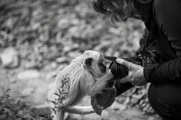 Tufted capuchin (Large-headed capuchin) and camera woman in Yungas, Coroico, Bolivia