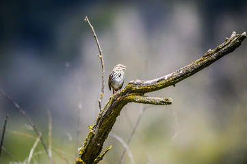 bird on a branch