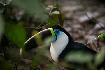 White-throated toucan in Yungas. Coroico, Bolivia