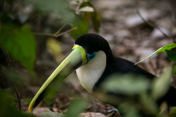 White-throated toucan in Yungas. Coroico, Bolivia