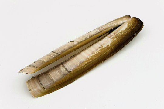 Atlantic jackknife clam, ensis magnus, isolated on a white background