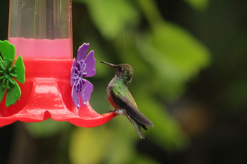 little hummingbird
