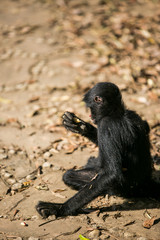 Black faced spider monkey in Yungas, Coroico, Bolivia