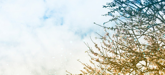 Spring background with almond blossom