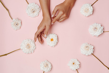 Fototapeta na wymiar White dahlia flowers around woman's hands on pink background. The concept of femininity, self care.