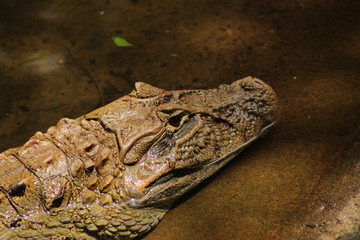 crocodile in parque das aves, foz do iguaçu, Brasil