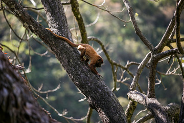 Bolivian red howling monkey in Yungas, Coroico, Bolivia