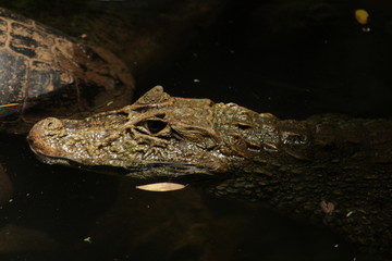 crocodile in water