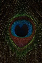 Obraz premium Eye of a peacock feather close-up. Macro shot. Peacock feather in high magnification. Natural background. Bird feather close up. 