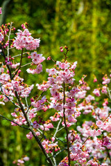 桜づつみの陽光