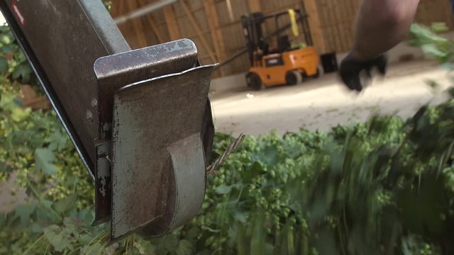 Hopfenernte Hallertau in Bayern