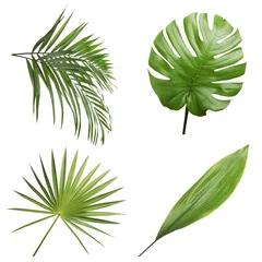 Photo sur Plexiglas Monstera Ensemble de différentes feuilles tropicales fraîches sur fond blanc