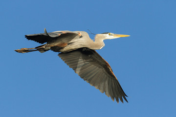 Found in most of North America, the Great Blue Heron is the largest bird in the Heron family.
