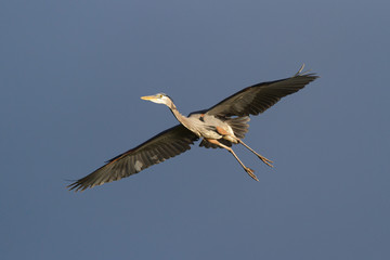 Found in most of North America, the Great Blue Heron is the largest bird in the Heron family.