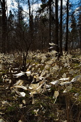 Unusual bushes with white leaves in the spring forest.