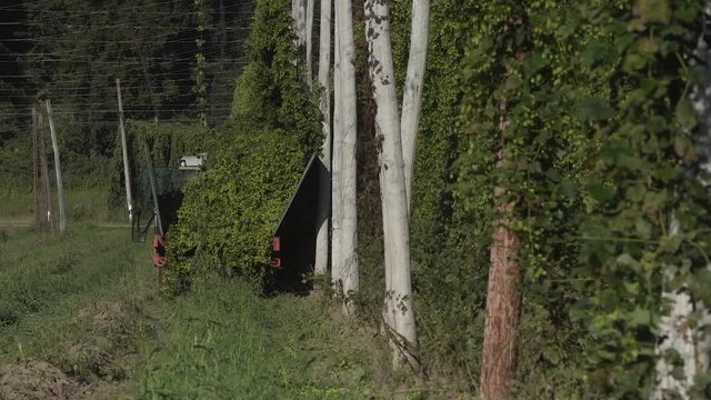 Hopfenernte Hallertau in Bayern