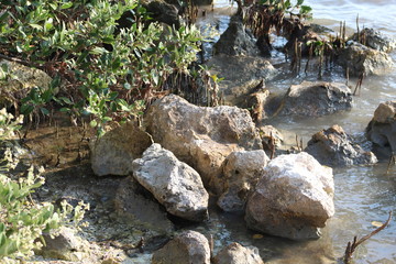 Florida Shoreline