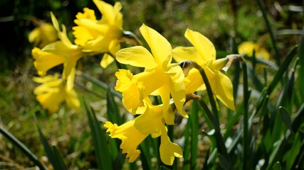 Narcissus flowers