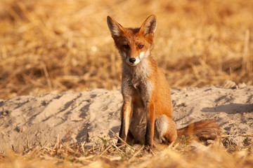Alert red fox, vulpes vulpes, sitting on the ground and facing camera at sunrise. Lovely young predator looking forward with rising sun casting ray on it from front view.
