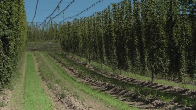 Hopfenfeld in der Hallertau