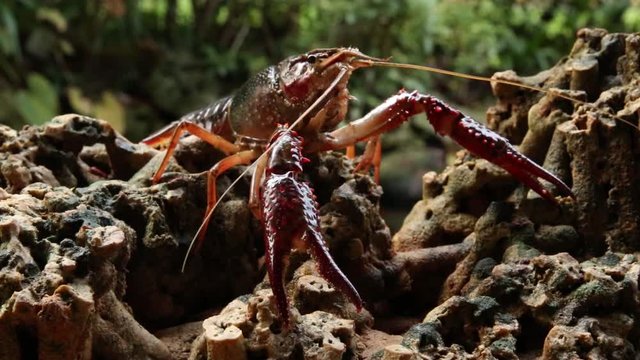 Red swamp crawfish
