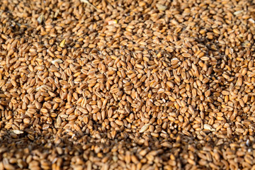 Close up of dried wheat grains that will be used as food for animals, displayed for sale at a market, photographed with soft focus