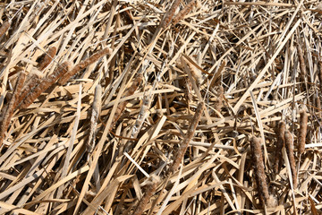 flattened  dry cattail plants