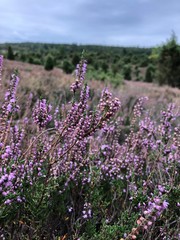 Obraz premium Lüneburger Heidekraut