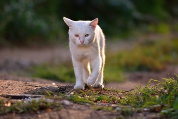 Village cat in search of mice.
