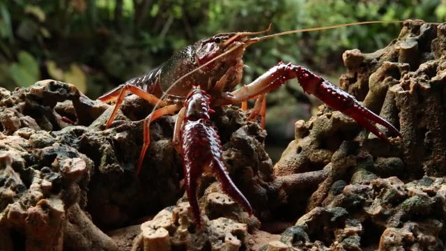 Red swamp crawfish