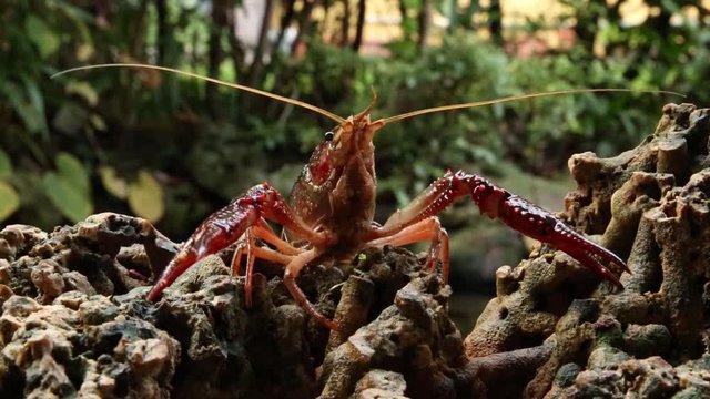 Red swamp crawfish