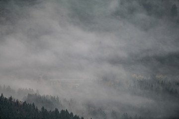 Naklejka na ściany i meble fog in forest