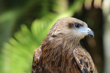 Hawk member of the Accipitridae family. Close up portrait style photo. Macro style close up 