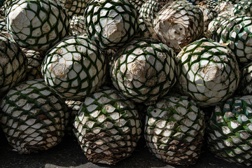 Las bolas de agave están muy grandes y frescas.