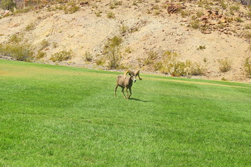 Desert big horn sheep that wandered into Hemenway Park, from the surrounding hills in Boulder City, Nevada.