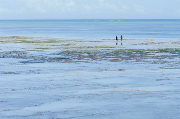 Fototapeta na wymiar two people walking on Zanzibar coast