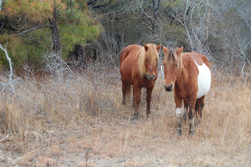 Fototapeta premium Wild horses roaming freely on Assateague Island, off the Maryland coast, of the Eastern United States.