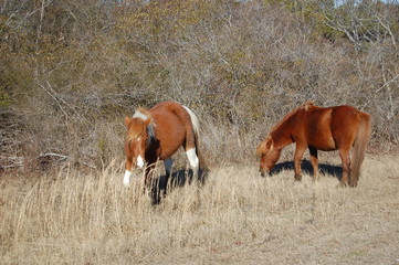 Fototapeta premium Wild horses roaming freely on Assateague Island, off the Maryland coast, of the Eastern United States.