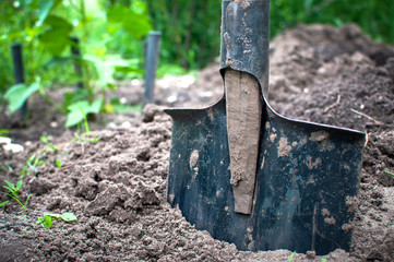 bayonet shovel stuck in the ground