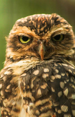 portrait of an owl in parque das aves, foz do iguaçu, Brasil