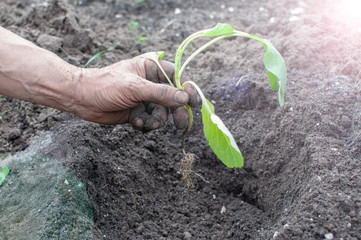 seedlings in hand before planting