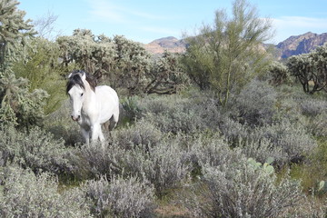 Wild horse roaming the Sonoran Desert, that surrounds the Salt River, in Mesa, Arizona.