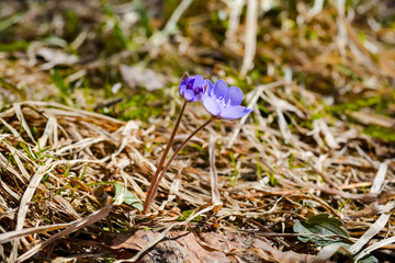 blue flower