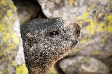 Cute alpine marmot, marmota marmota, hiding between rocks in summer mountains. Vital wild animal looking with interest from close up side view. Portrait of mammal in nature.