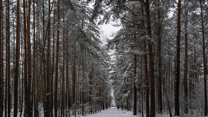 forest in winter